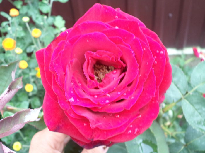 Copy of DSC00662 - Trandafiri 2014