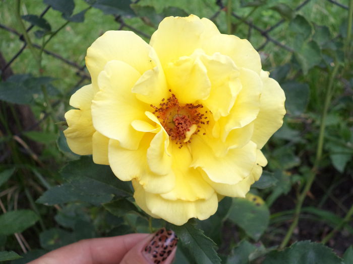 Copy of DSC00670 - Trandafiri 2014