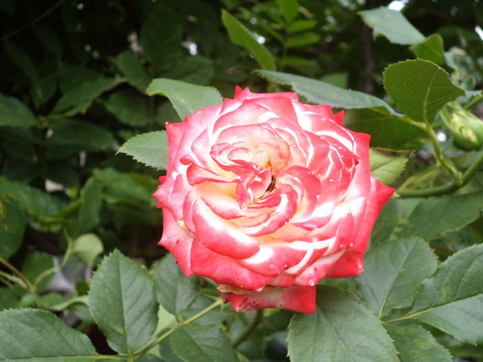 IMPERATRICE FARAH - Trandafiri 2014