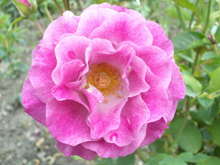 VIOLETTE PARFUMEE - Trandafiri 2014