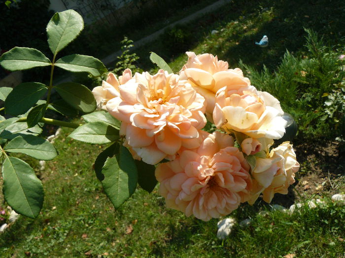 Mary Magdalena mereu surprinzatoare - Gradina rozelor_2014