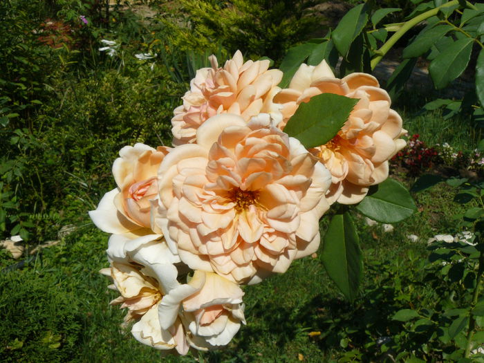 Mary Magdalena - Gradina rozelor_2014