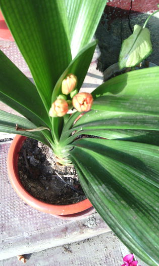 a doua oara in ac. an - clivia