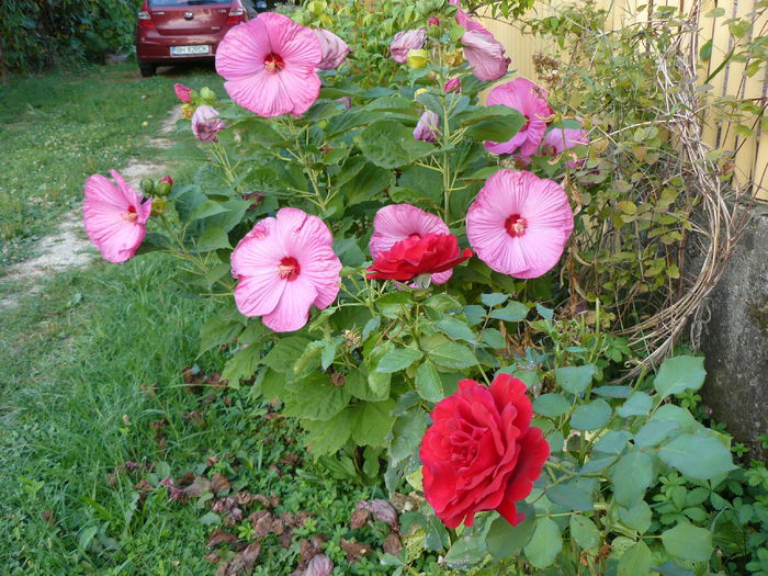 Hibiscus si Don Juan - Gradina rozelor_2014