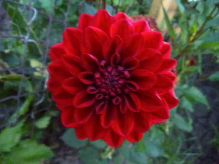 DSC00980