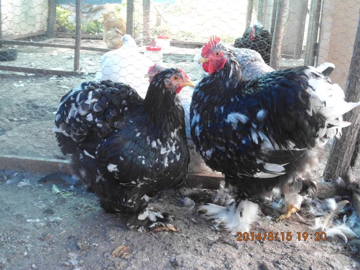 10620460_1520841304816336_8372108881075869364_o