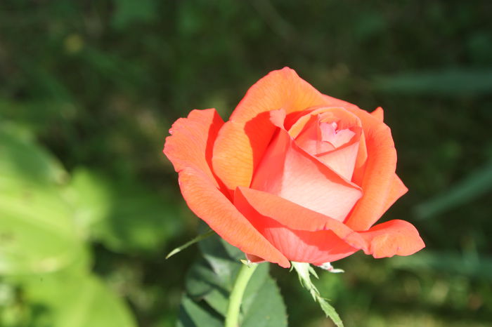 IMG_3004 - O zi de vara la soacra mea 2014