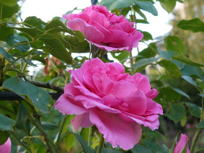 Parade privind spre cer... - Gradina rozelor_2014