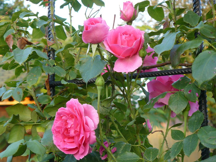 Parade la parada - Gradina rozelor_2014