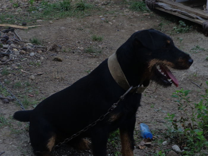 DSC00290 - jagdterrier sagu arad