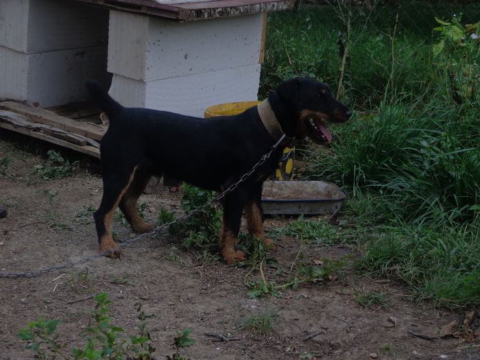 DSC00291 - jagdterrier sagu arad