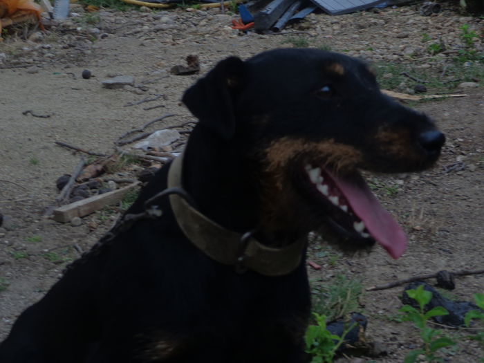 DSC00296 - jagdterrier sagu arad