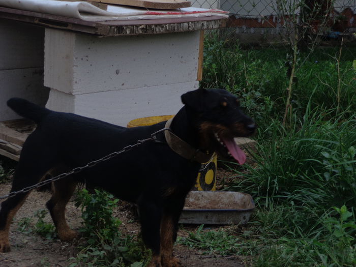 gymi - jagdterrier sagu arad