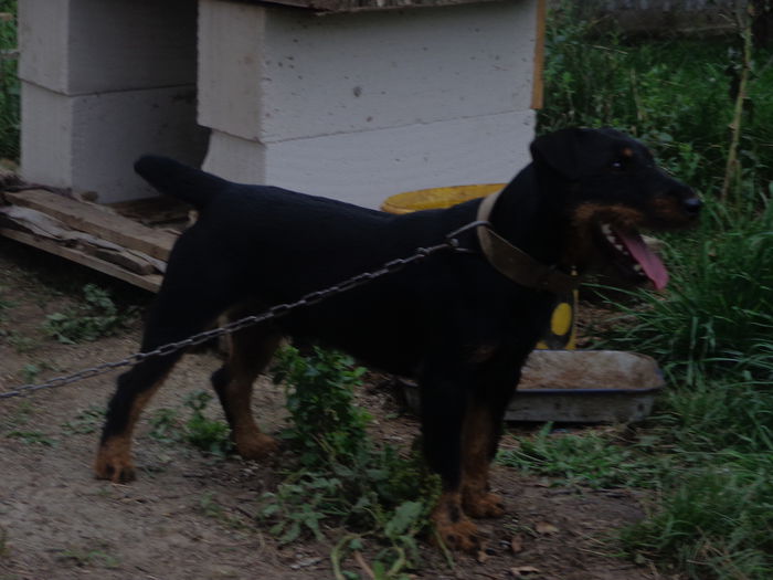 gymi - jagdterrier sagu arad