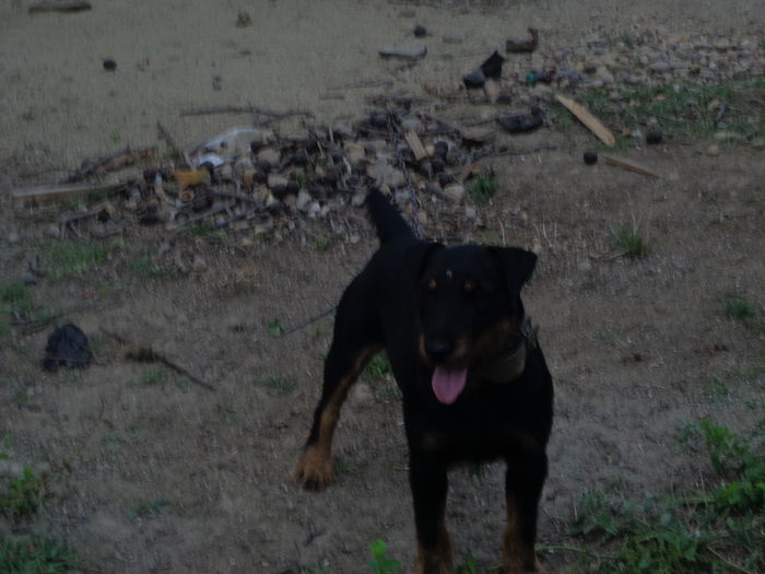 DSC00299 - jagdterrier sagu arad