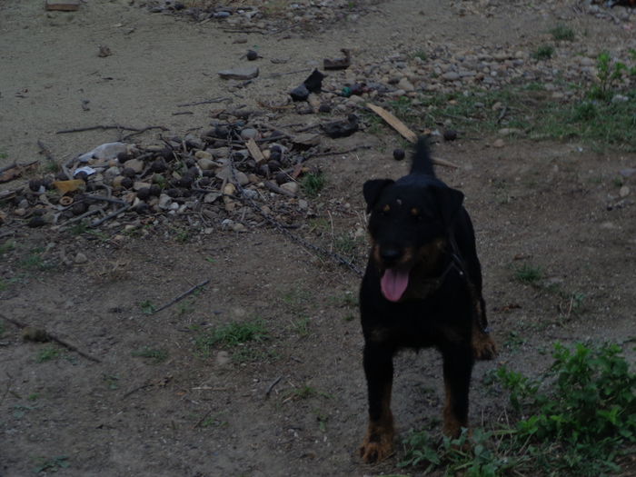 DSC00302 - jagdterrier sagu arad