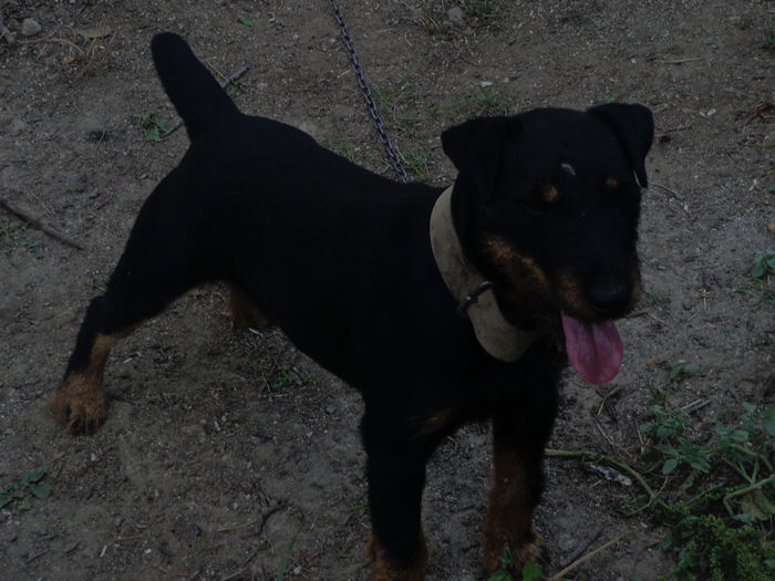 DSC00306 - jagdterrier sagu arad