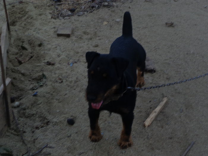 DSC00314 - jagdterrier sagu arad