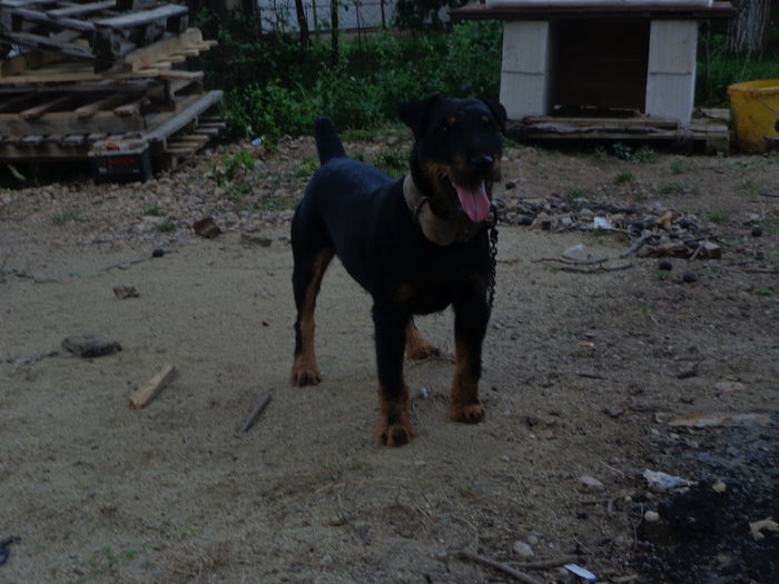 DSC00315 - jagdterrier sagu arad