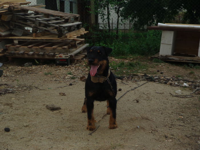 DSC00317 - jagdterrier sagu arad