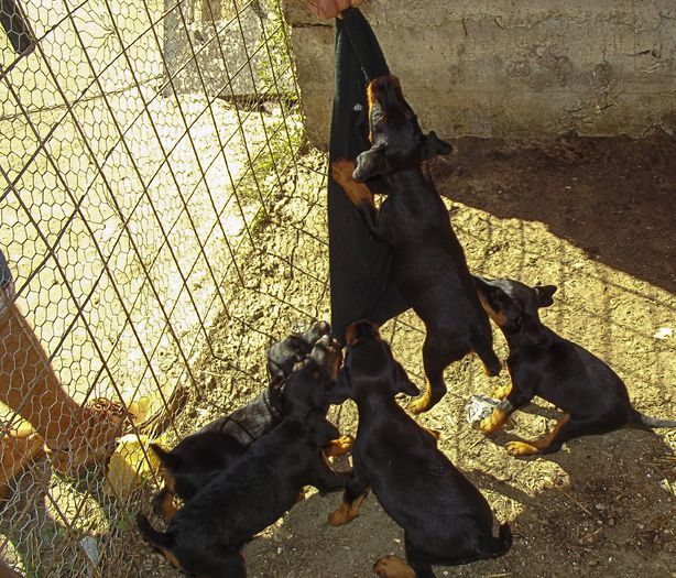 jagd3luni (2) - jagdterrier sagu arad