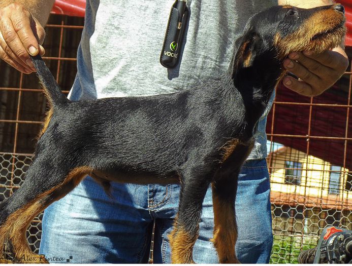 jagd3luni (11) - jagdterrier sagu arad