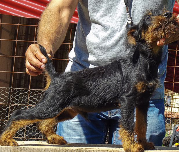 jagd3luni (16) - jagdterrier sagu arad