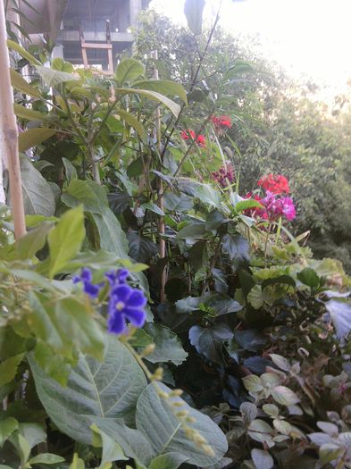 036-Apare floarea durantei-ms.Norela