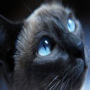 avatare_animale_736 - Alege o poza cu o pisica