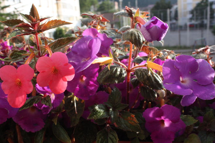 IMG_2976 - 2014 august