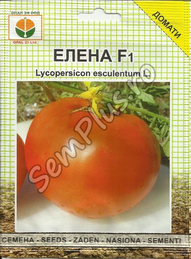 ROSII ELENA F1 - FATA - Seminte de tomate bulgaresti - hibrizi