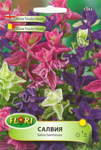 SALVIA TRICOLOR MIXED - FATA - Seminte de plante aromatice