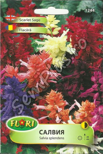 FLACARA - FATA - Seminte de flori