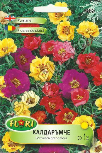FLOAREA DE PIATRA - FATA - Seminte de flori