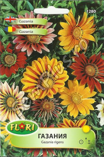 GAZANIA - FATA - Seminte de flori