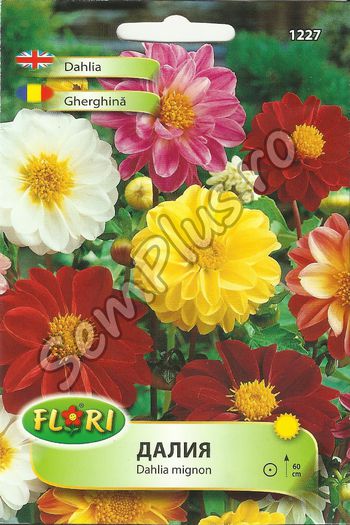 GHERGHINA - FATA - Seminte de flori