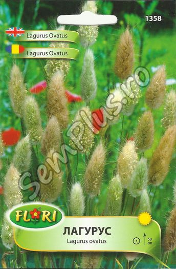 LAGURUS OVATUS - FATA - Seminte de flori