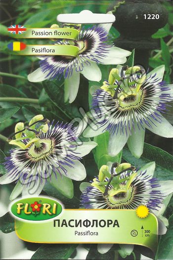 PASIFLORA - FATA - Seminte de flori
