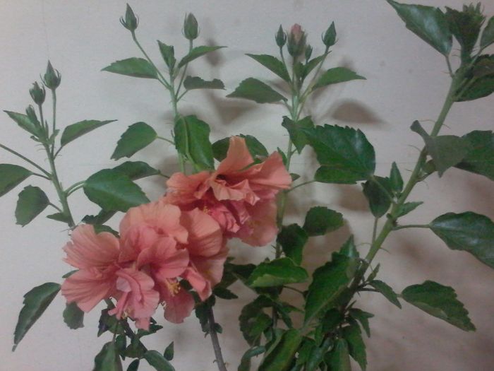 20140816_000316 - Hibiscus 2014-2015