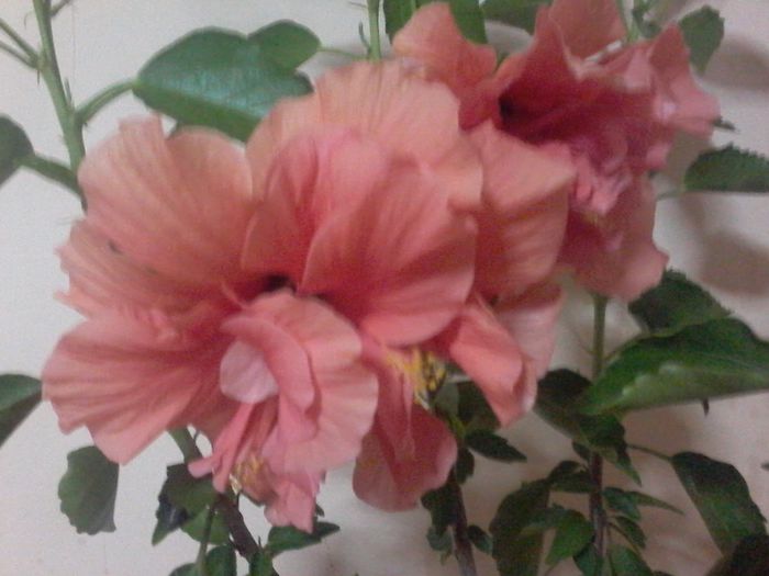 20140816_000325 - Hibiscus 2014-2015
