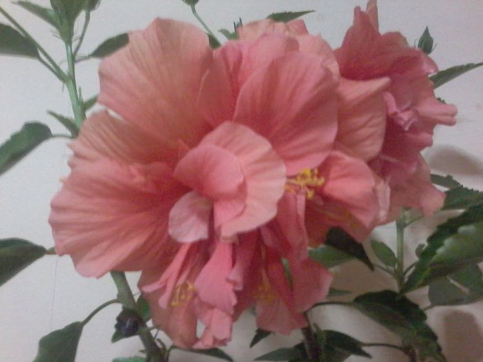 20140816_000344 - Hibiscus 2014-2015