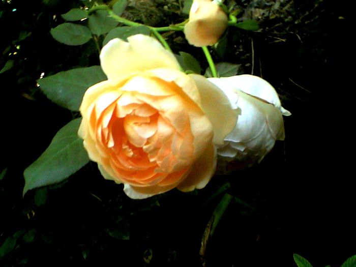 DSC01092 - Ambridge Rose