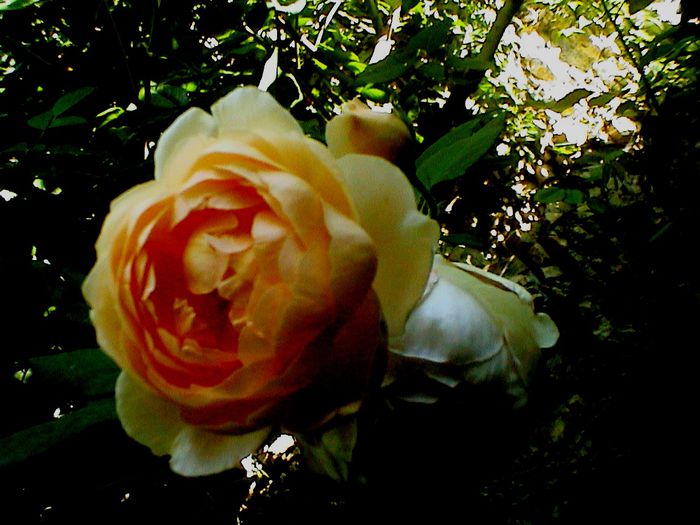 DSC01093 - Ambridge Rose
