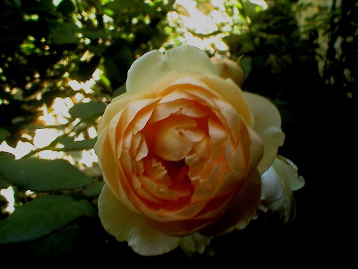 DSC01094 - Ambridge Rose