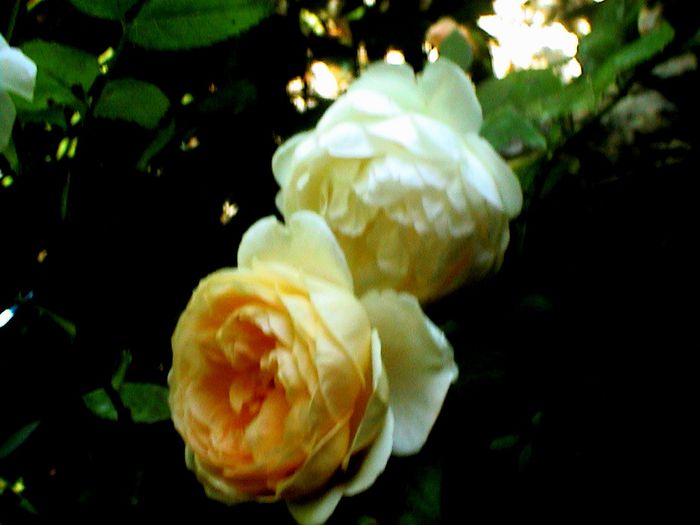 DSC01095 - Ambridge Rose