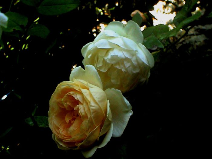 DSC01096 - Ambridge Rose