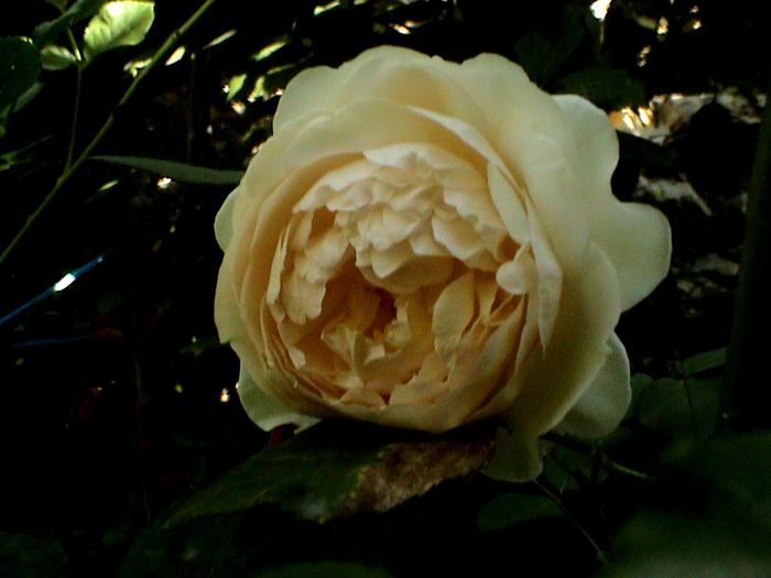 DSC01097 - Ambridge Rose