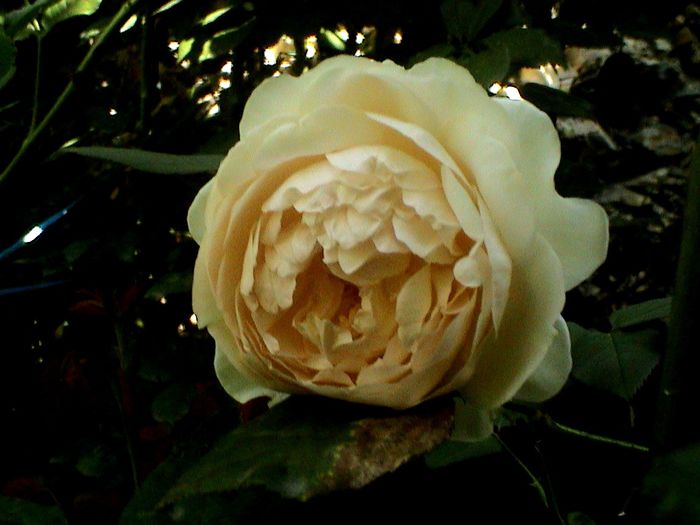 DSC01098 - Ambridge Rose