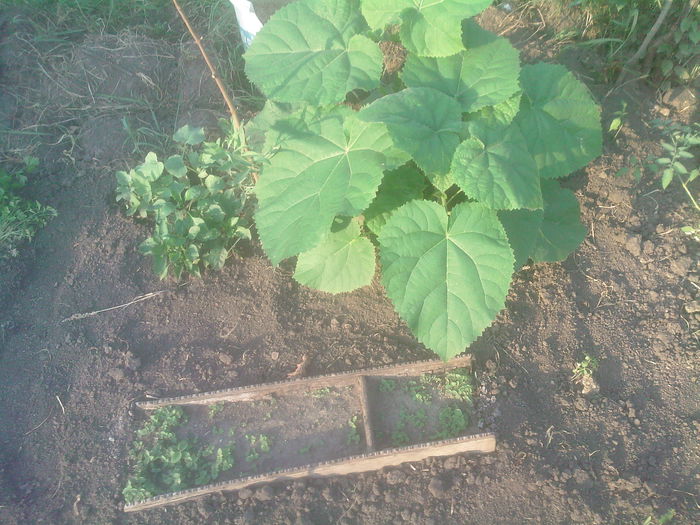 paulownia mare/mica - Productie 2014