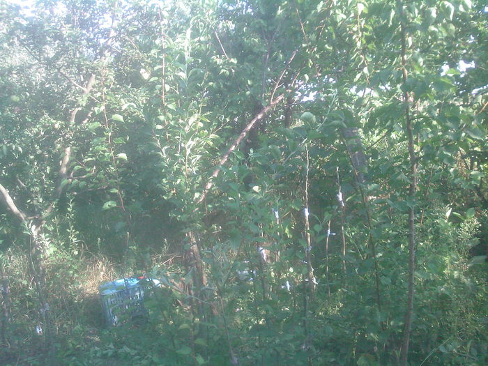 altoiri in august - Productie 2014